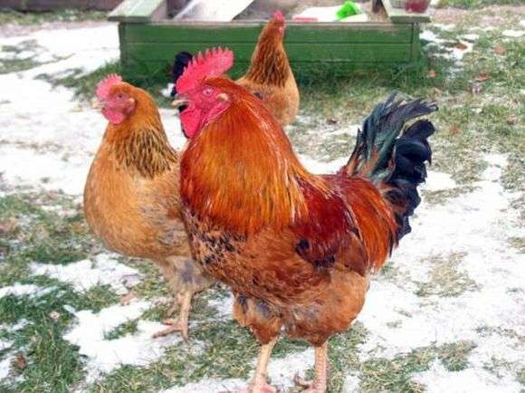 Kuchinskaya jubilee raza de pollos