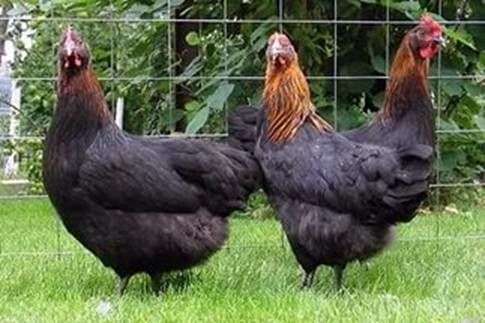 La raza de pollos Maran