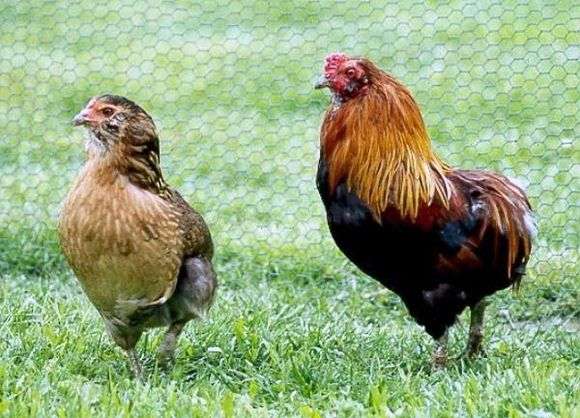 La raza de pollos Araucana
