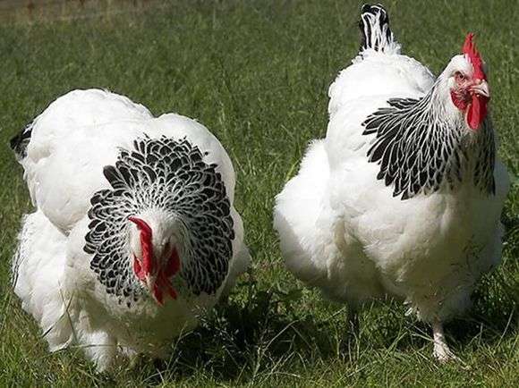 La raza de pollos Sussex