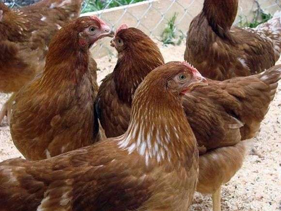 La raza de pollo Rodonit