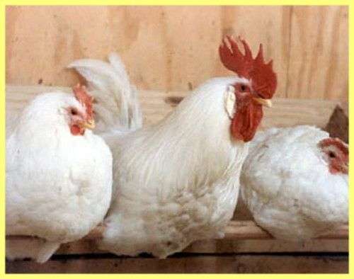 Raza blanca rusa de pollos