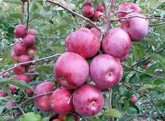 Variedad de manzanas Florina