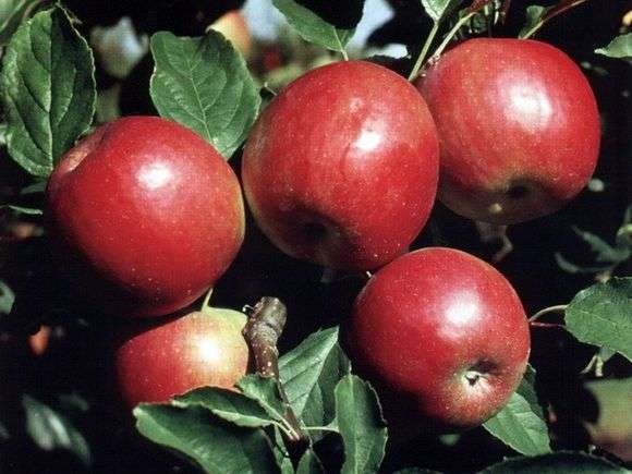Variedad de manzanas Idared