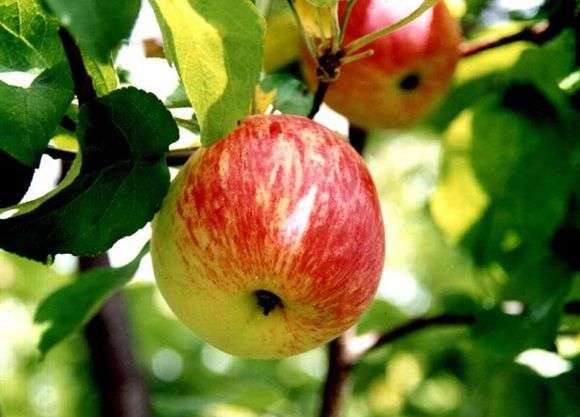 Variedad de manzanas Borovinka