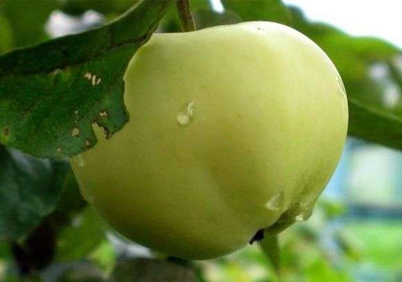 Grado de manzanas relleno blanco