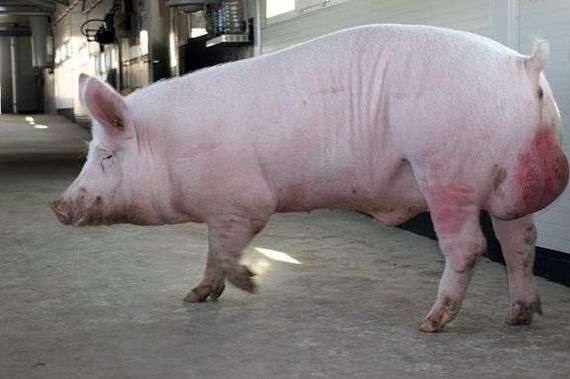 Castración de verracos y su necesidad de cerdos reproductores