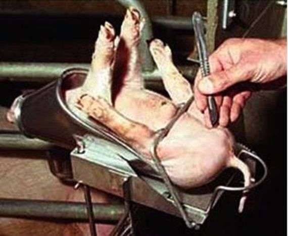 Castración de verracos y su necesidad de cerdos reproductores
