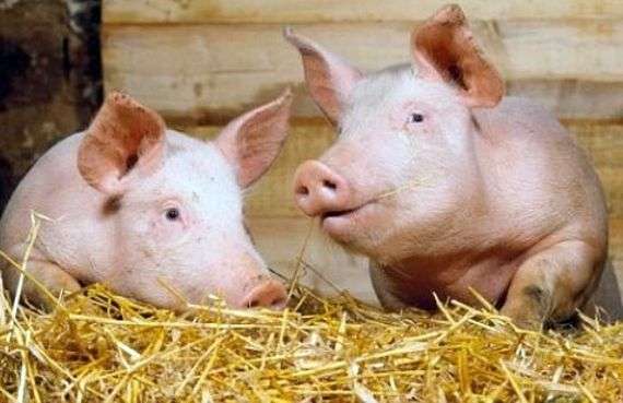 Cerdos de engorde de bacon y la peculiaridad de sus períodos