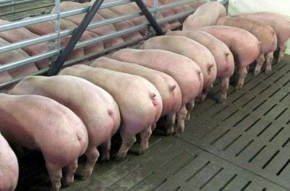 ¿Cómo se produce el engorde de carne de los cerdos?