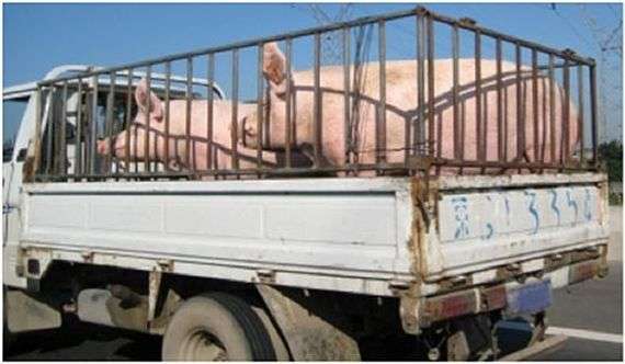 Reglas para el transporte de cerdos