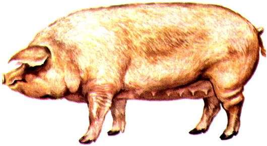 Raza de cerdos Urzhum