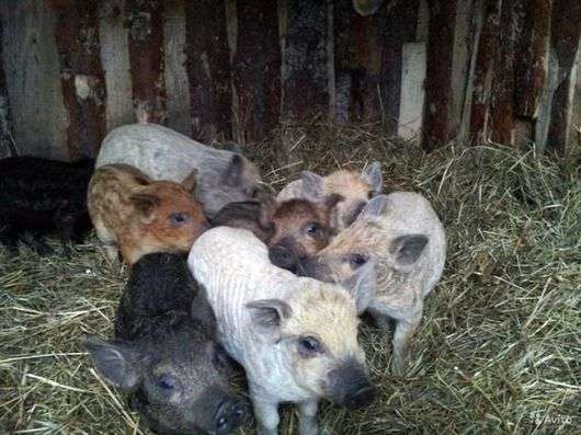 La raza de cerdos mangalitsa húngara