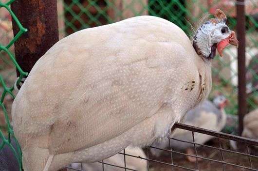 Raza blanca de Siberia de gallina de Guinea