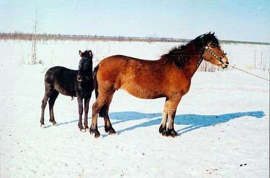 Mezenskaya raza de caballos