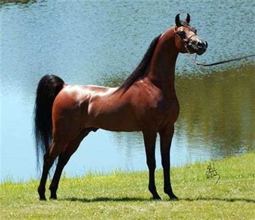 Raza de caballo árabe