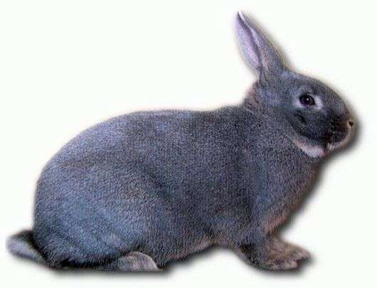 Conejo de raza Belka