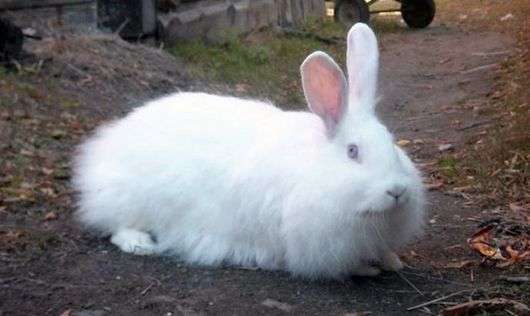 Raza blanca de conejos