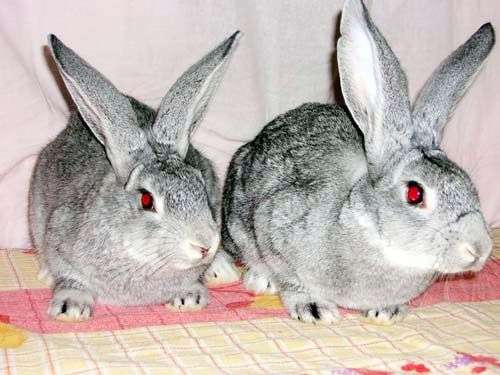 Conejos de la raza chinchilla soviética