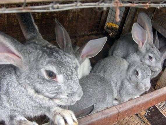 Conejos de la raza Gray Giant