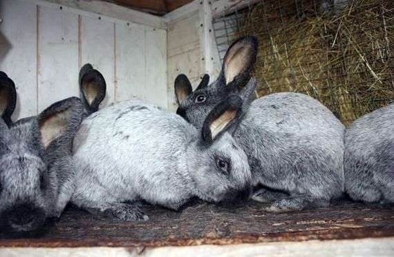 Raza plateada de conejos
