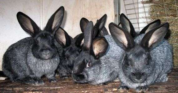Raza plateada de conejos