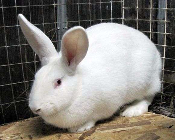 Rabbit raza White giant