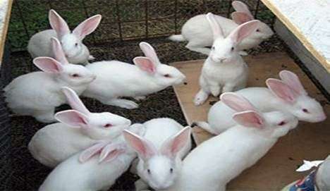 Nueva Zelanda raza de conejos