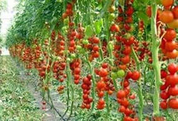 Selección de variedades de tomates