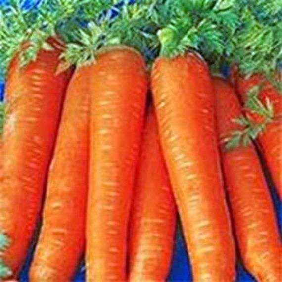 Zanahoria creciendo y cuidando