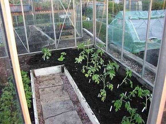 Cultivo de tomates en un invernadero