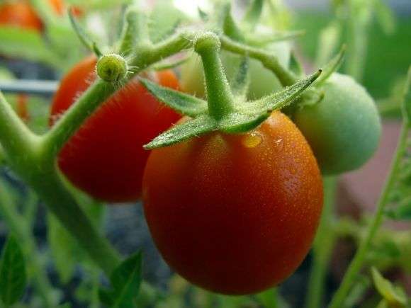 Cultivo y cuidado de los tomates