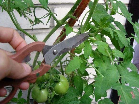 Cómo recortar los tomates en un invernadero