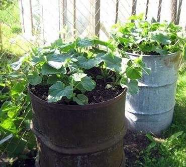 Cultivo de pepinos en un barril