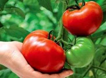 Cultivo de tomates en campo abierto