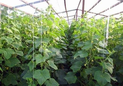 Cultivo de pepinos en un invernadero