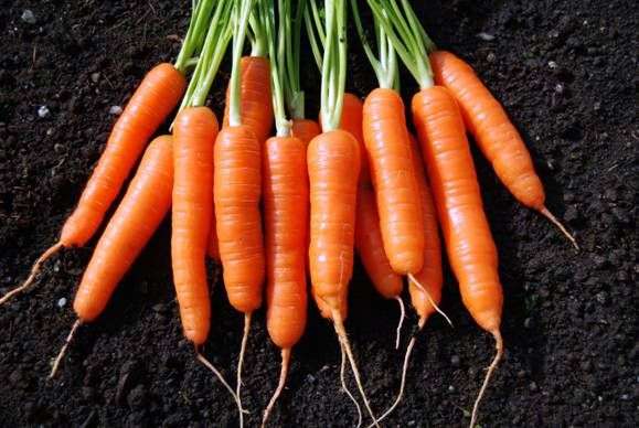 Zanahorias: plantación y cuidado en campo abierto