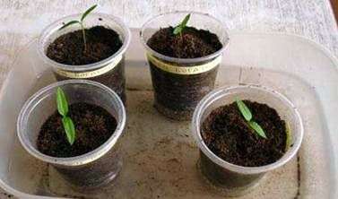 Plantando pimienta en plántulas