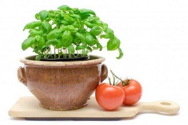 Fertilizar el tomate con levadura