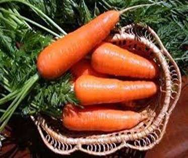 Cosecha de remolachas y zanahorias