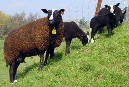 La raza de ovejas Zwartbles