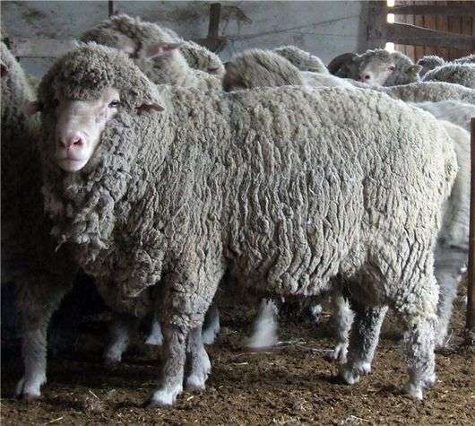 La raza de ovejas Prekos