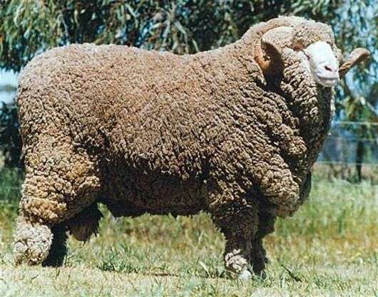 La oveja Tonkorunnaya cría el Merino soviético