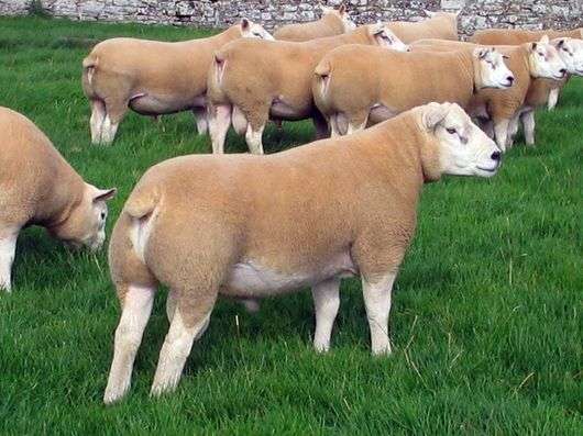 La raza oveja Texel