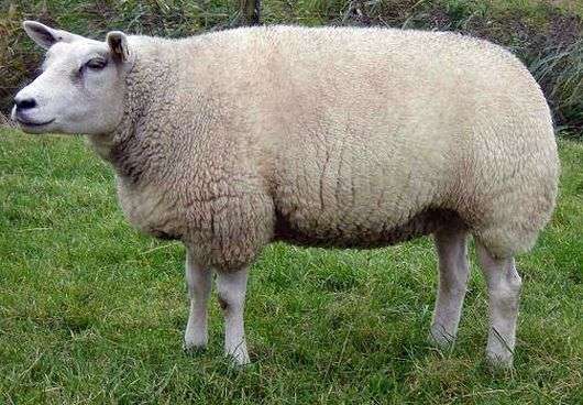 La raza oveja Texel
