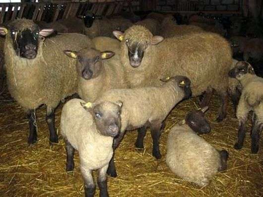 Raza de ovejas Gorky