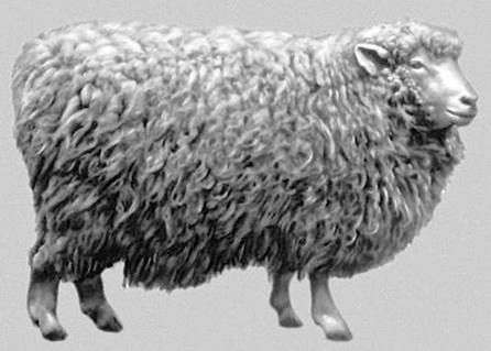 Kuibyshev raza de ovejas