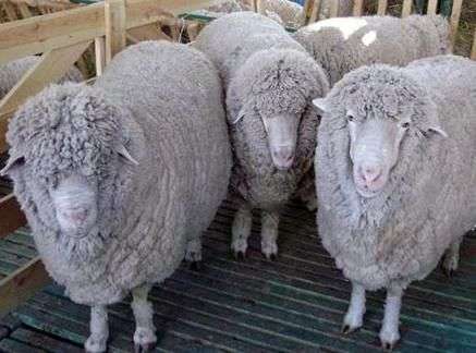 Kuibyshev raza de ovejas