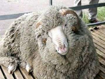 Raza altai de ovejas