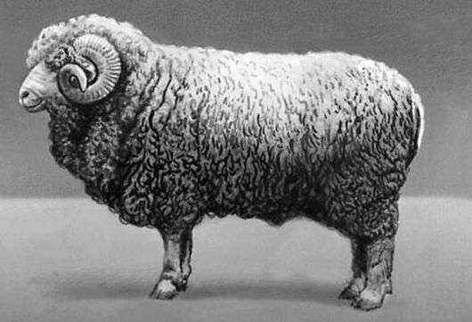 Grozny raza de ovejas
